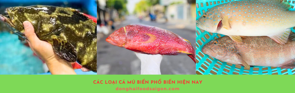 Cá mú biển là một trong những loài cá quý giá, được ưa chuộng trong ẩm thực nhờ vào chất lượng thịt thơm ngon và giá trị dinh dưỡng cao. Loại cá này không chỉ nổi tiếng trong nước mà còn được xuất khẩu sang nhiều quốc gia khác. Vậy, cá mú biển có những loại nào và đặc điểm của chúng ra sao? Hãy cùng chúng tôi khám phá chi tiết về các loại cá mú biển trong bài viết này.