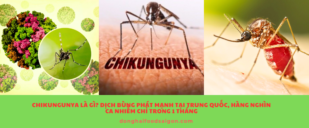 Chikungunya là bệnh truyền nhiễm do virus cùng tên gây ra, lây qua vết đốt của muỗi Aedes bị nhiễm bệnh (gồm muỗi vằn Aedes aegypti và Aedes albopictus). Virus này không lây trực tiếp từ người sang người, nhưng có thể lan nhanh nếu muỗi mang mầm bệnh tiếp tục chích người khỏe mạnh.