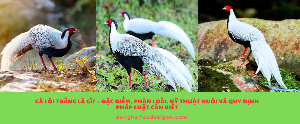 Gà lôi trắng không chỉ đẹp và độc đáo mà còn mang giá trị sinh học, góp phần cân bằng hệ sinh thái rừng. Tuy nhiên, đây là loài được bảo vệ nghiêm ngặt ở Việt Nam và nhiều quốc gia khác. Nếu yêu thích và muốn sở hữu, hãy đảm bảo tuân thủ đúng pháp luật để vừa thỏa mãn đam mê vừa góp phần bảo tồn nguồn gen quý hiếm này.
