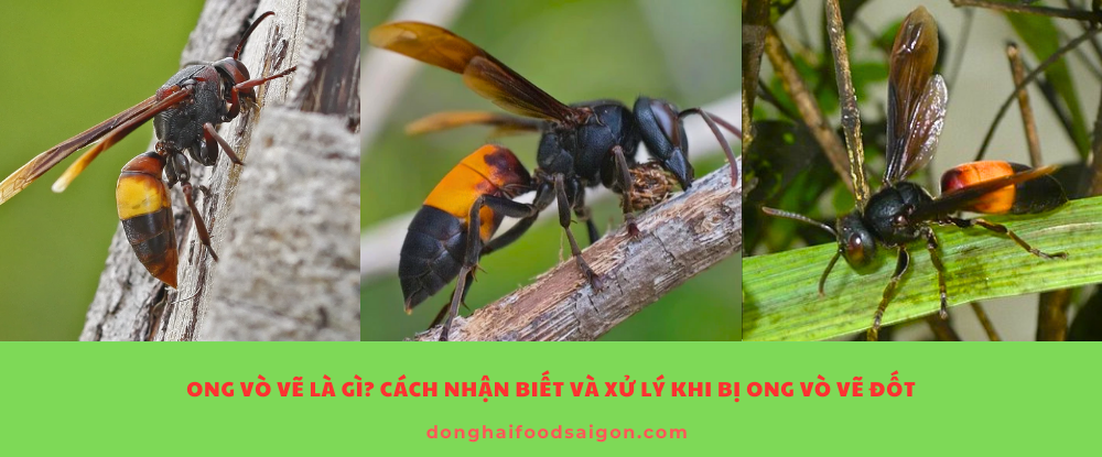 Ong vò vẽ là gì? Cách nhận biết và xử lý khi bị ong vò vẽ đốt