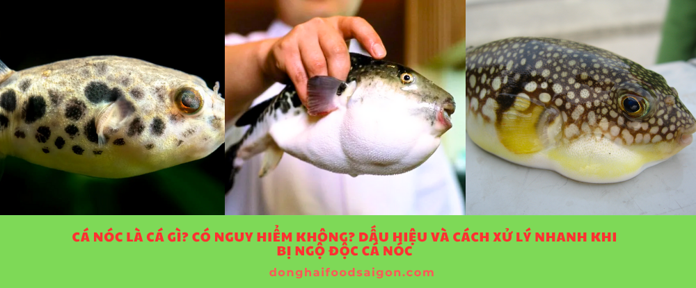 Cá nóc là cá gì? Có nguy hiểm không? Dấu hiệu và cách xử lý nhanh khi bị ngộ độc cá nóc