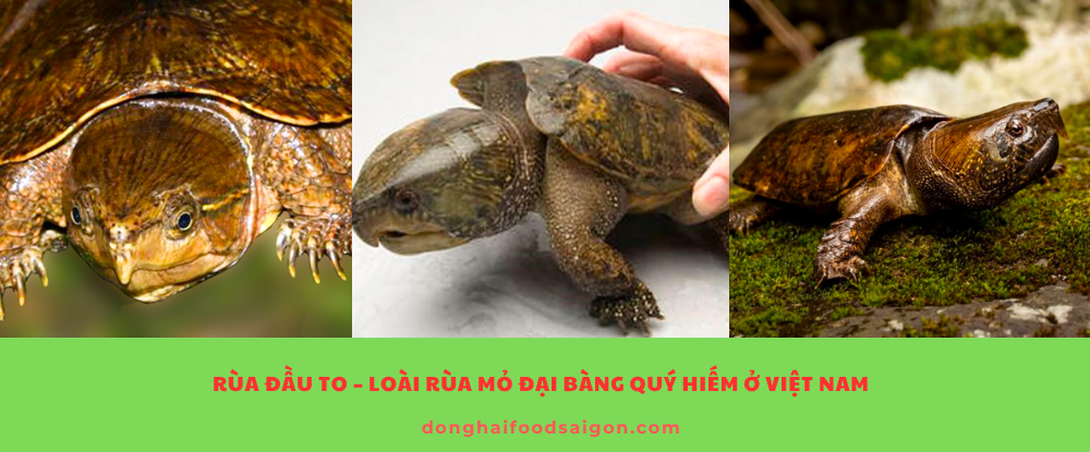 Rùa Đầu To – Loài Rùa Mỏ Đại Bàng Quý Hiếm Ở Việt Nam