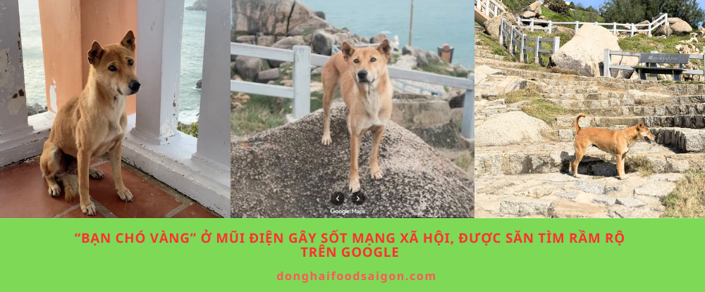 “Bạn chó vàng” ở Mũi Điện gây sốt mạng xã hội, được săn tìm rầm rộ trên Google
