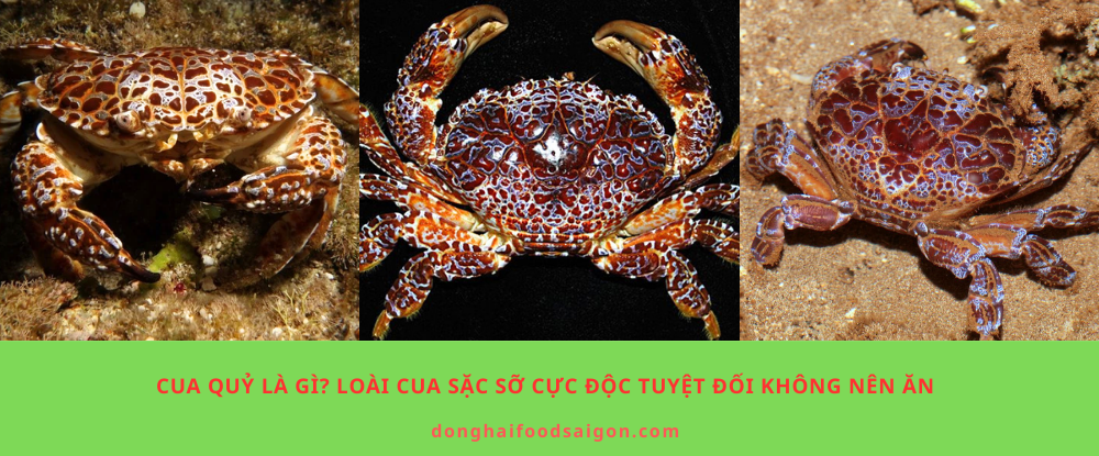 Cua quỷ là gì? Loài cua sặc sỡ cực độc tuyệt đối không nên ăn