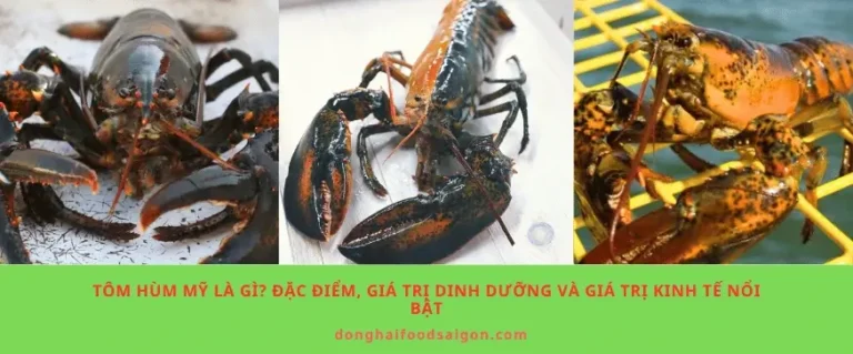 Tôm hùm Mỹ là gì? Đặc điểm, giá trị dinh dưỡng và giá trị kinh tế nổi bật